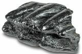 Gomphotherium (Mastodon Relative) Molar - South Carolina #248393-2